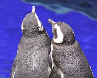 恋するペンギンが主役！すみだ水族館のV.Dイベント
