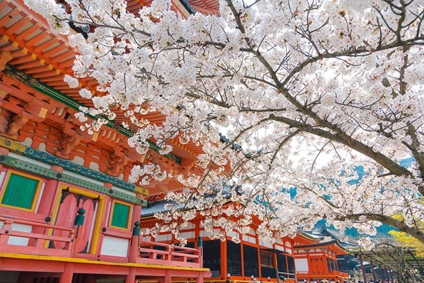 全93スポットを紹介した第2特集「京都の桜 No.1！」で今年のお花見はバッチリ！