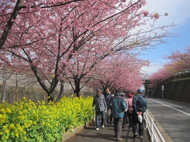 【写真を見る】駅から小松ヶ池までの桜散策を楽しもう