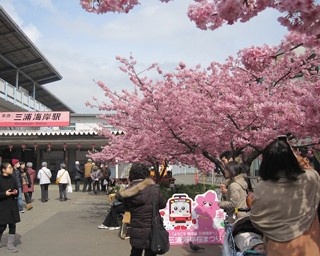 早咲きの河津桜！三浦海岸で一足早く花見を満喫