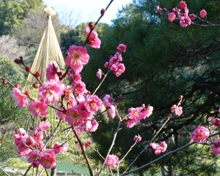 紅白の花が咲き誇る！西ケ原の旧古河庭園で梅が満開