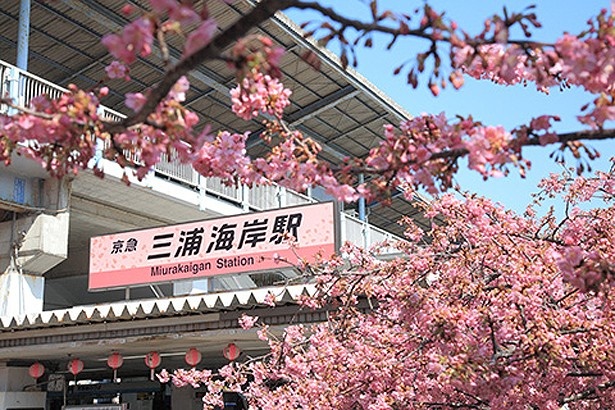 お花見列車で三浦海岸の河津桜を見に行こう ウォーカープラス