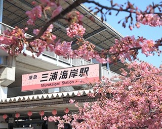 お花見列車で三浦海岸の河津桜を見に行こう！