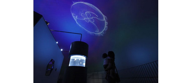 音楽が流れるなか、クラゲがプラネタリウムのように映し出される「クラゲシンフォニードーム」