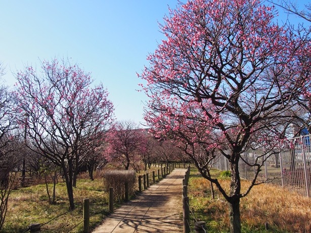 ウメの花が咲き誇る梅林