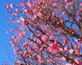 春目前！足立区の都市農業公園で“梅まつり”開催