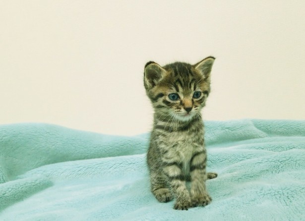 ちょこんと座る魅惑の子猫