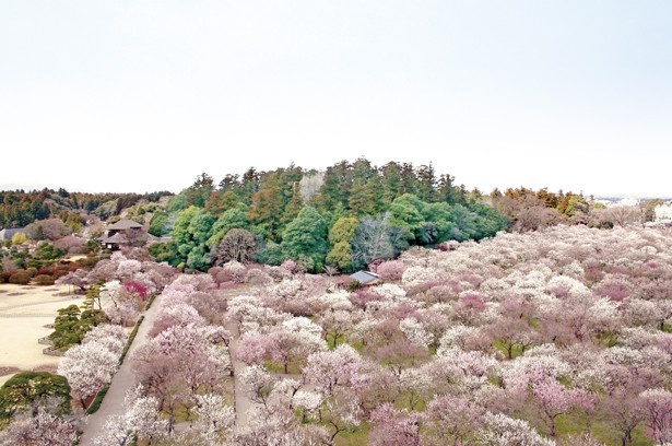 偕楽園の梅は約100種もあり、早咲き、中咲き、遅咲きと開花時期がずれるため彼岸過ぎまで楽しめる