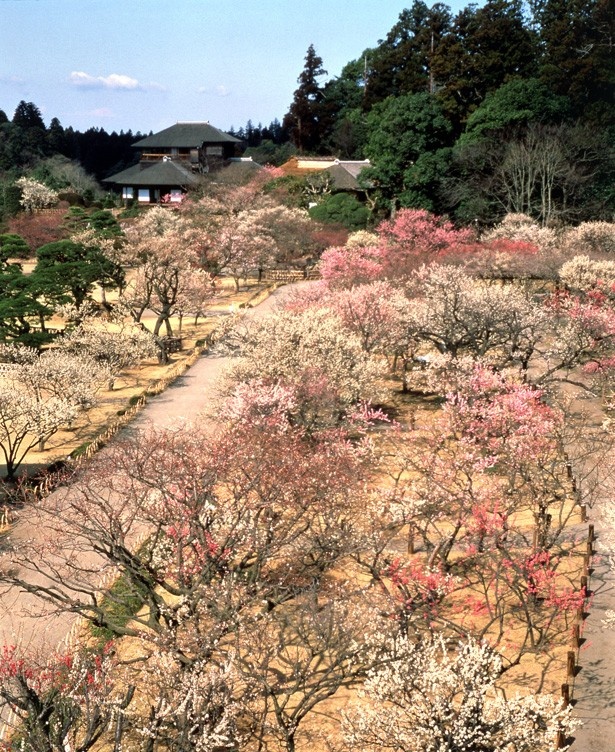 【写真を見る】3000本の梅が咲き誇る様はそれは見事