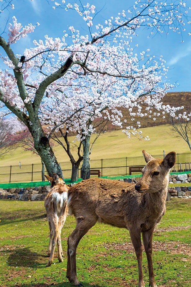 奈良名物のシカと一緒にお花見はいかが？（奈良・奈良公園）