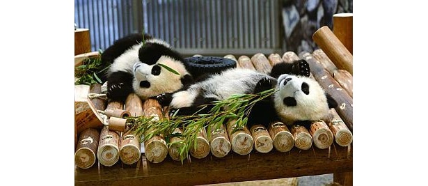双子パンダ画像（現在はもっと大きく成長中！）