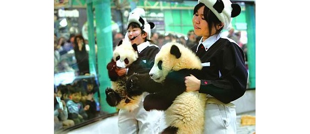 双子パンダ画像（現在はもっと大きく成長中！）