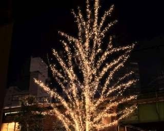 マーチエキュート神田万世橋のイルミ×桜でお花見！