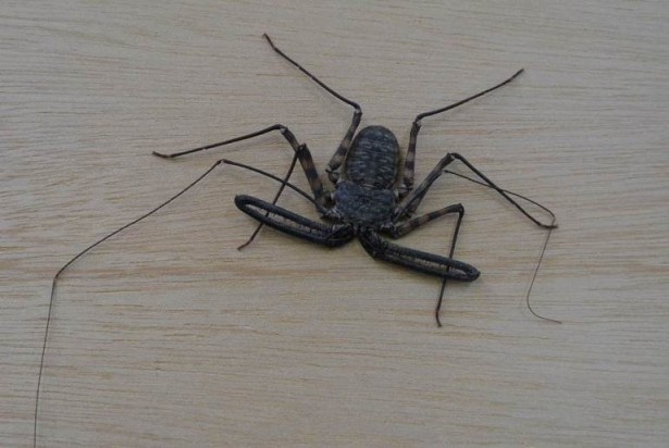 クモのような長い足が特徴の「ウデムシ」