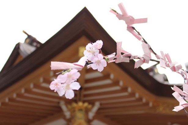 福徳神社では「桜みくじ」も登場する※なくなり次第終了