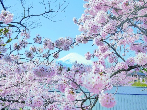 桜と富士山のコラボは「御殿場高原時之栖」ならではの景色