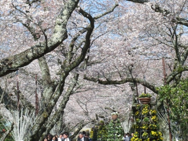 【写真を見る】園内には約2200本の桜が咲き誇る