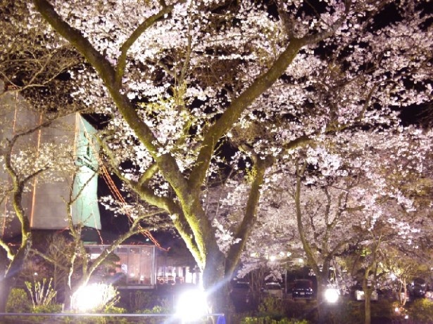 期間中は毎日ライトアップされる桜。昼から一転、幻想的な雰囲気に包まれる