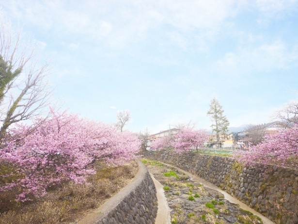川沿いの河津桜も見もの