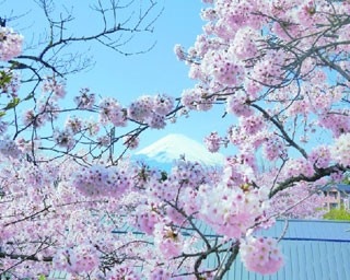 御殿場のリゾート施設で桜と富士山の絶景コラボ！
