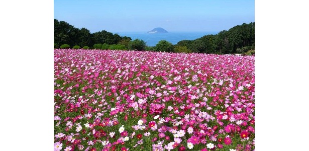 海をバックにコスモスが咲き乱れる（写真は遅咲きコスモス）