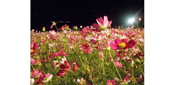 幻想的な雰囲気漂う夜のコスモス