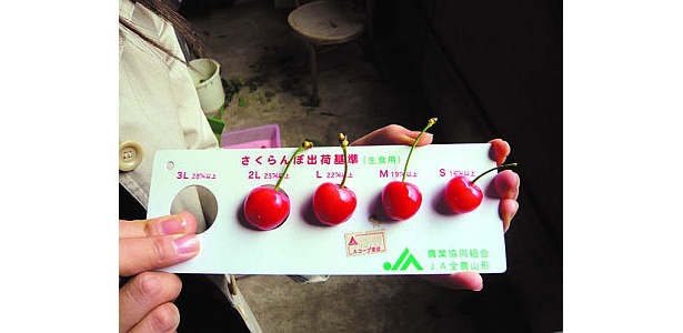 佐藤錦は、規格よりやや小さい粒も入る