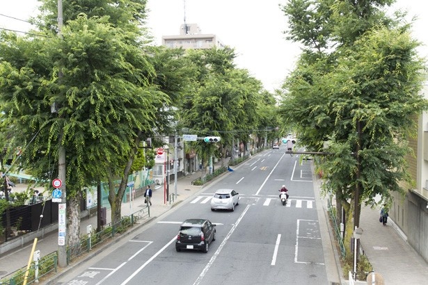 阿佐ケ谷駅北口から続くケヤキ並木は、初夏には新緑が生い茂り、秋には紅葉が楽しめる