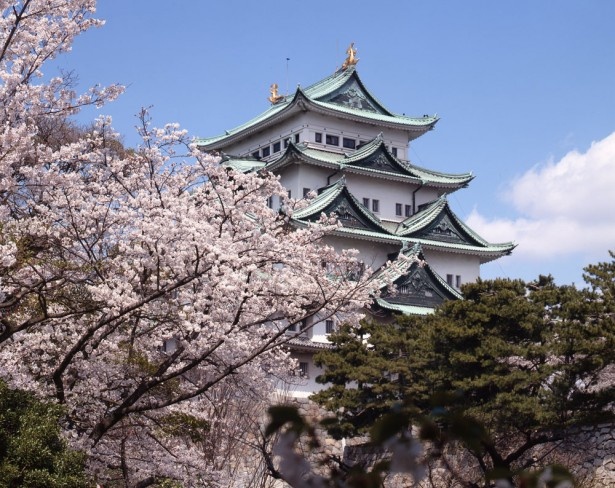満開の桜と名古屋城というロケーションが楽しめる