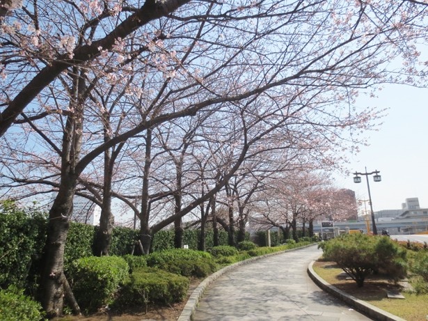 「隅田川」が流れる蔵前駅周辺には、春にはサクラが咲く歩道も