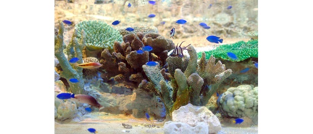 キレイな魚がこんなに！