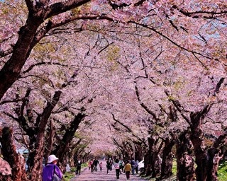 新幹線で出かけたい！南北海道の新桜スポット