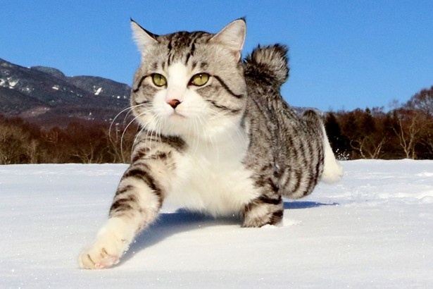 「ニャン吉」は雪が降ろうが散歩を欠かさない