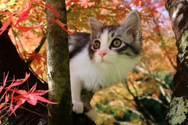 「ニャン吉」の家族「あまりん」の写真も