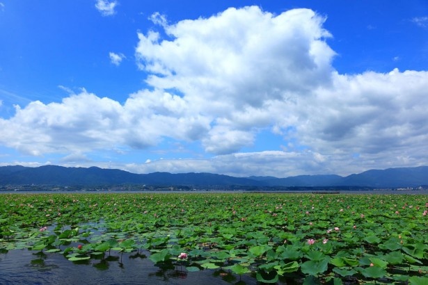 甲子園球場3個分と日本屈指の規模を誇るハスが見ものの、滋賀「烏丸半島」。写真：琵琶湖の風 / PIXTA(ピクスタ)