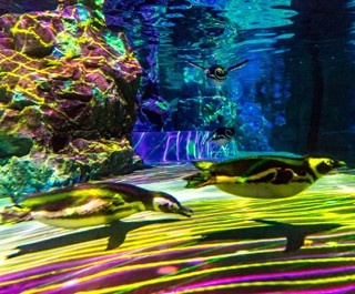 ペンギンと光の共演！すみだ水族館の春のプログラム