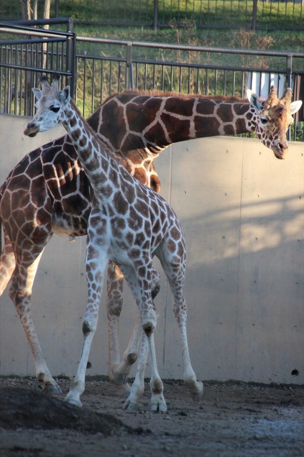 2015年10月に旭川動物園(旭川市)にやってきたアミメキリンもお出迎え