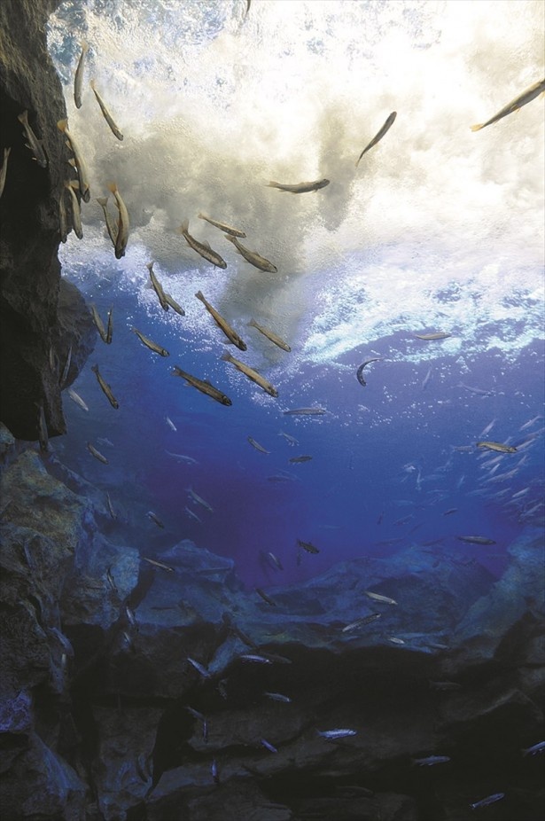 北の大地の水族館(北見市)では滝つぼ水槽など自然に近い環境を再現。ダイナミックな展示が楽しめる