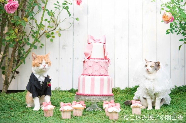 【写真を見る】タキシード＆ドレス!?可愛すぎる猫たちのウェディング写真は必見