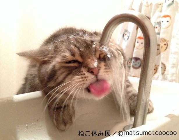 水の飲めない猫としてYouTubeで話題の“きなごむ”