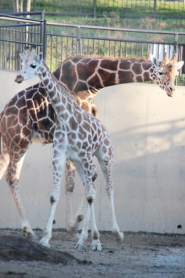 2015年秋に来園したばかりのアミメキリンの結(写真手前)のいる旭川市旭山動物園にも立ち寄りたい