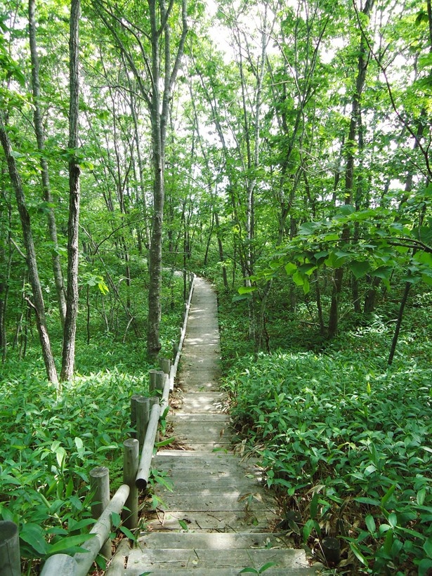 釧路市の湿原展望台遊歩道