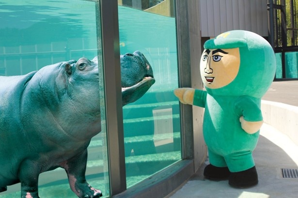 カバが水中で歩く姿を見られる、札幌市円山動物園
