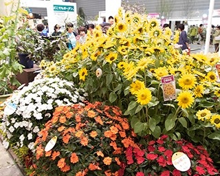 パシフィコ横浜で“日本最大級”のフラワーイベント開催中！