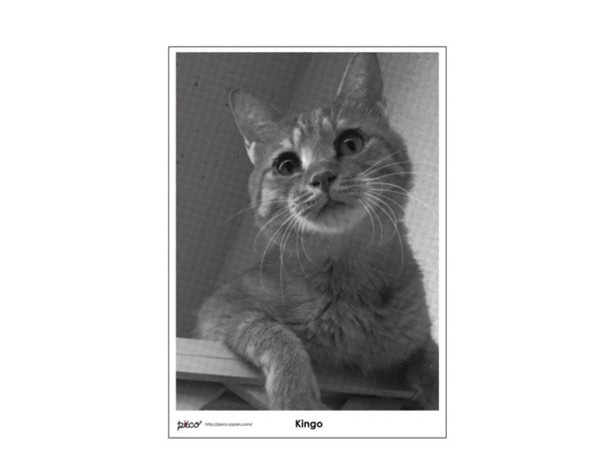 自分のペット猫の画像データや写真をもっていくと、その場でアートなビッグポスターを作成できる(1枚 1500円)