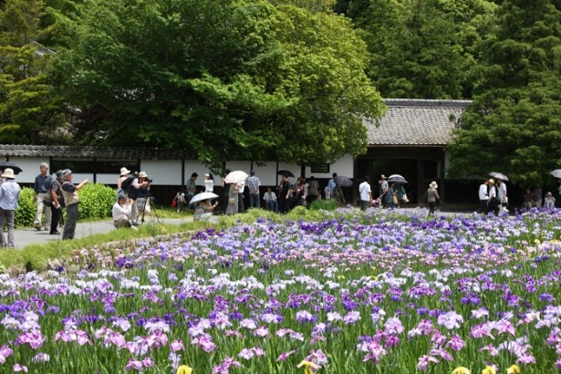 この期間、約1万本の花菖蒲が咲き乱れる