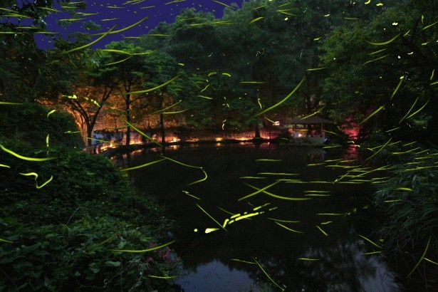 ほたるの群舞は日本の初夏を代表する夜景色。自然が豊かな伊豆ならではの光景だ