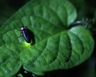 夏の夜の絶景！東伊豆の温泉郷でほたるの群舞に感動