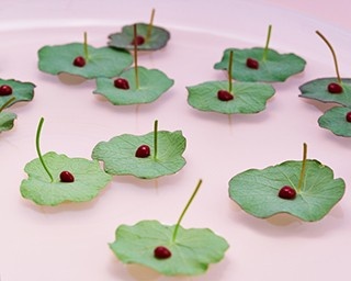 レクサスカフェで「未来の水素社会」を見て味わおう！