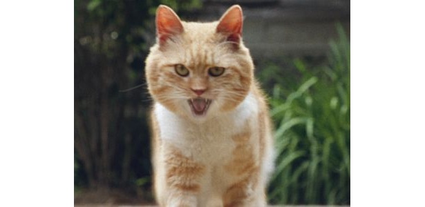 「ニャオッ」と走ってくるネコ、ドラ